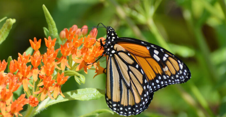 milkweed (featured image)