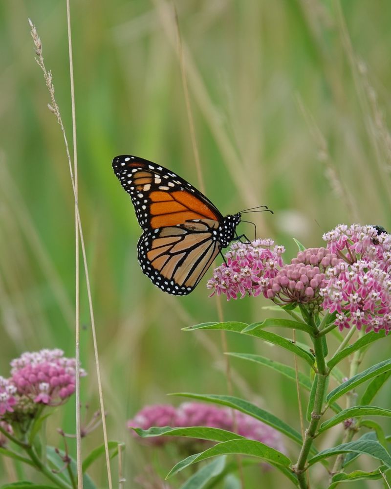 Monarch Butterflies Rely On This Native Plant Monarch Butterflies Rely On This Native Plant
