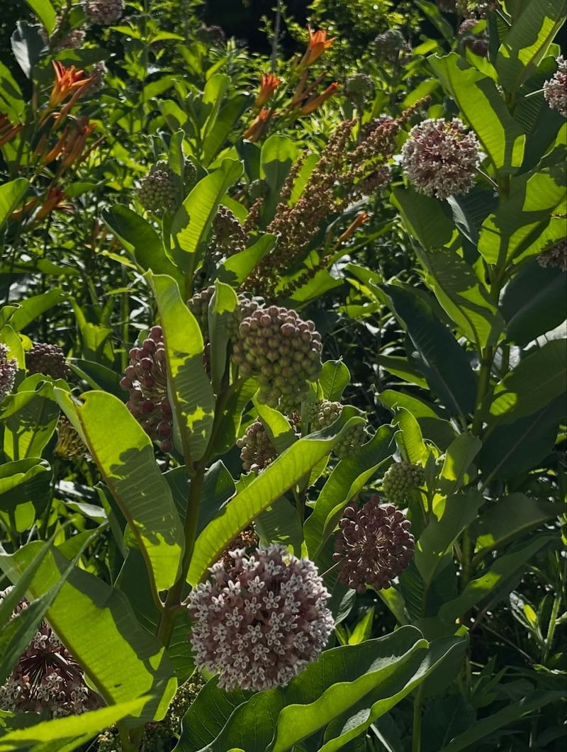 Monarchs Benefit In A Uniquely Important Way