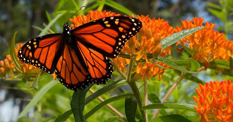 Monarchs Need Milkweed, Not One Species