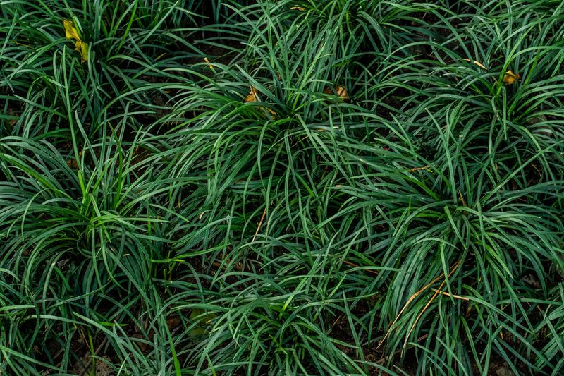 Mondo Grass Brings A Low, Dense Carpet To Poolside Spaces Mondo Grass Brings A Low, Dense Carpet To Poolside Spaces