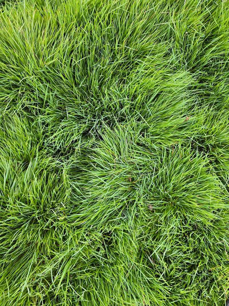Mondo Grass Fills In Slowly While This Native Spreads Faster
