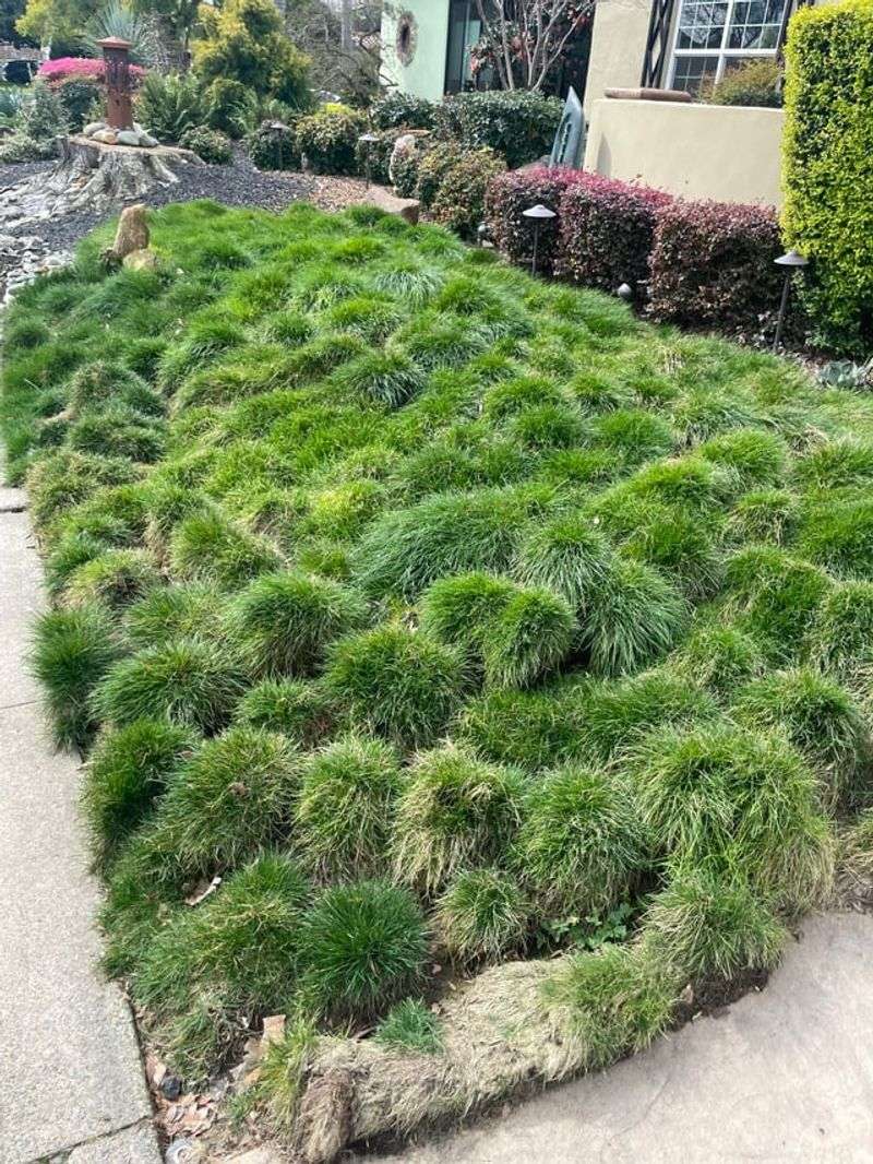 Mondo Grass Fills Wider Paver Joints