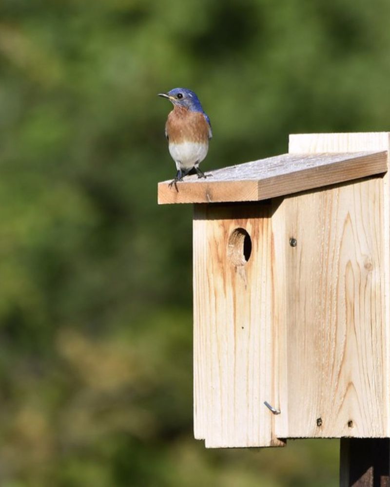 Monitor Without Endangering The Nest Monitor Without Endangering The Nest