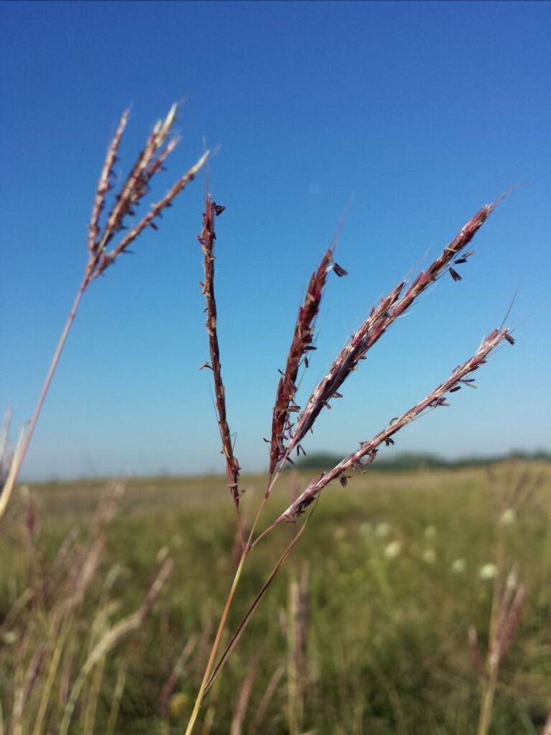 Monocultures Replace Diverse Prairie Plants Monocultures Replace Diverse Prairie Plants