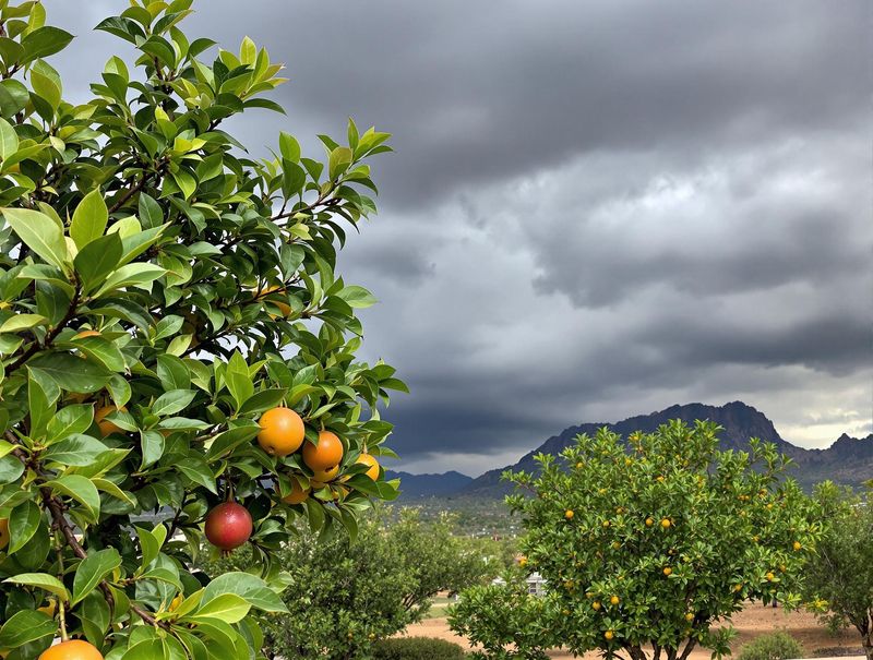 Monsoon Rain Does Not Always Replace Irrigation Monsoon Rain Does Not Always Replace Irrigation