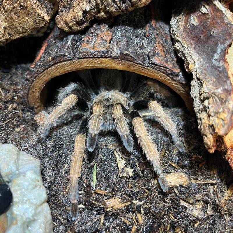 Monsoon Rains Bring More Tarantulas Above Ground Monsoon Rains Bring More Tarantulas Above Ground