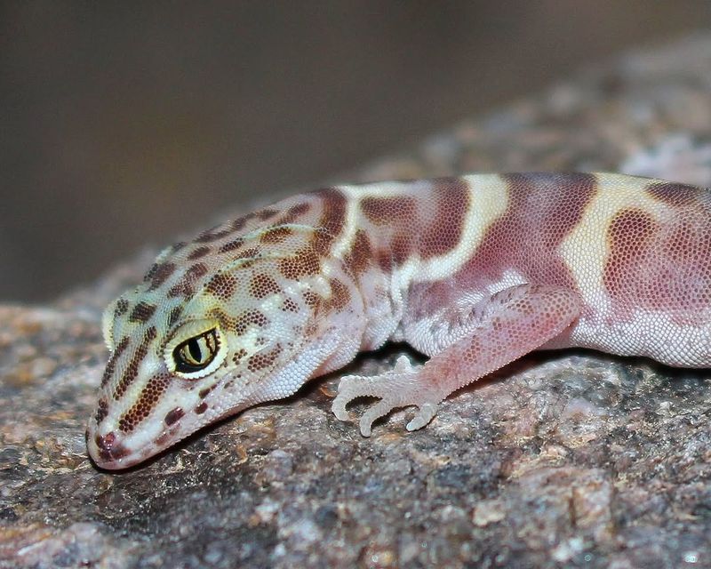 Monsoon Weather Brings Out More Geckos At Night Monsoon Weather Brings Out More Geckos At Night