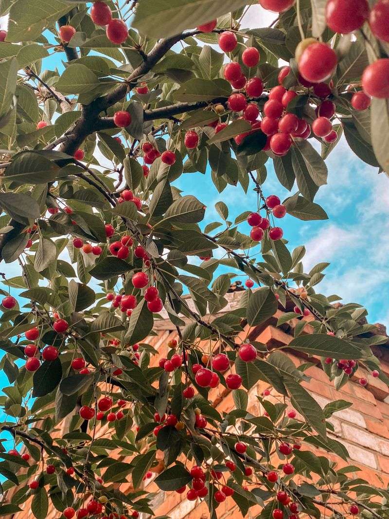 Montmorency Cherries Skip The Pollination Fuss