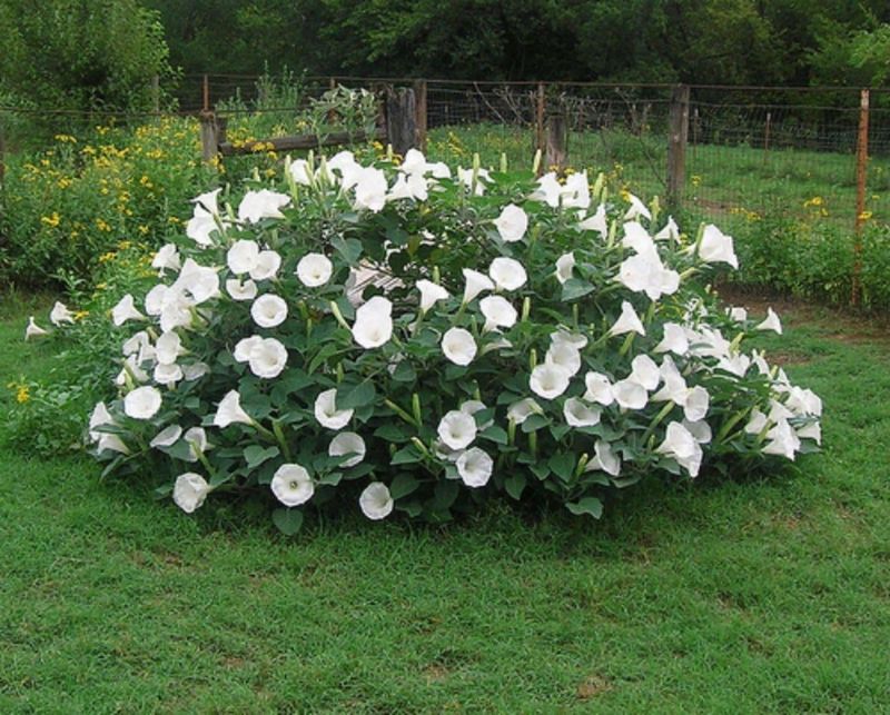 Moonflower Opens After Sunset Moonflower Opens After Sunset