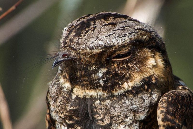 Moonlight May Be Helping The Bird Forage