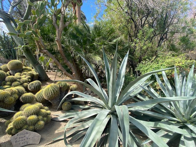 Moorten Botanical Garden Is Palm Springs’ Classic Cactus Stop Moorten Botanical Garden Is Palm Springs’ Classic Cactus Stop