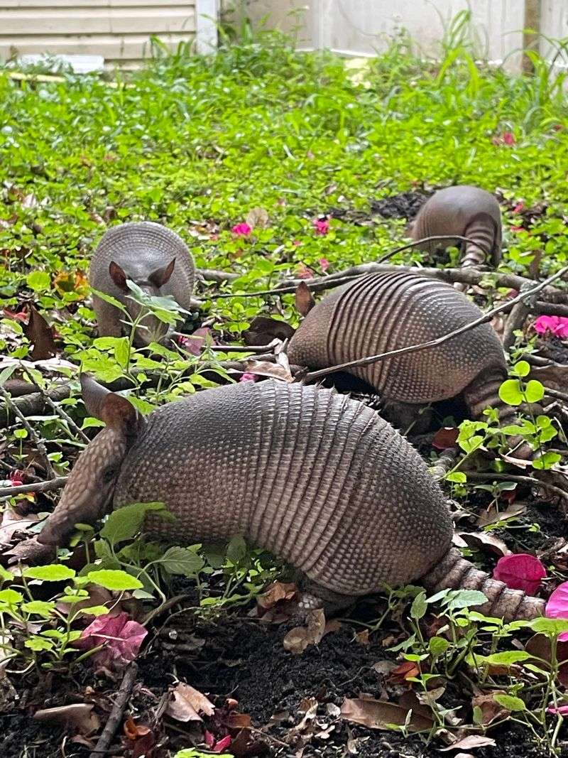 More Armadillos Will Not Balance The Lawn