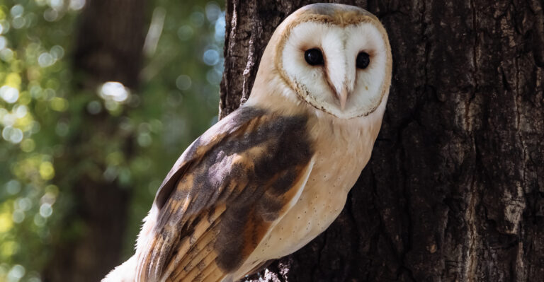 More Barn Owls In Your Texas Garden, Less Rodents (Here’s How To Attract Them)