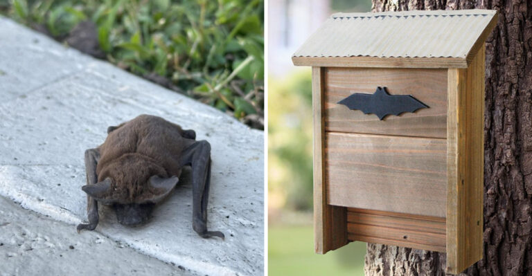 More Bats Over Your Texas Backyard Means Fewer Mosquitoes After Summer Storms