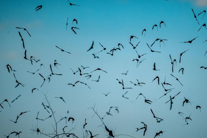 More Bats Suggest Nearby Roosts