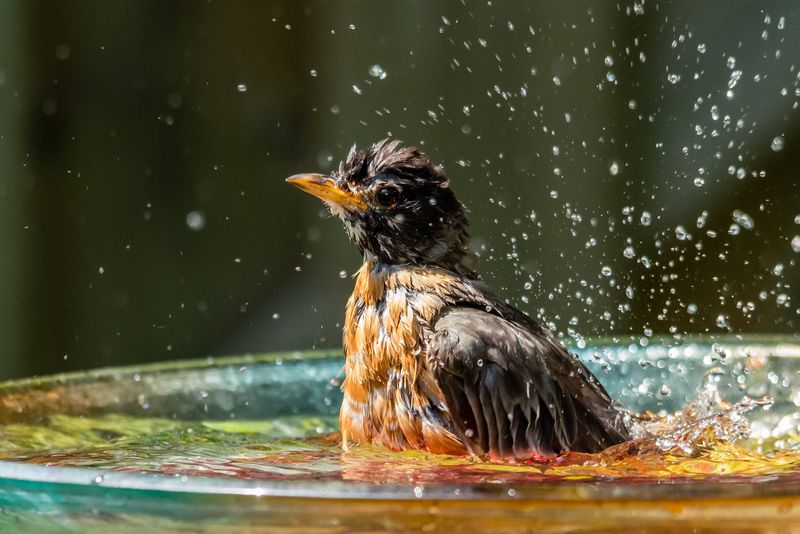More Birds Are Concentrating Around Water, And Your Feeder Is Nearby More Birds Are Concentrating Around Water, And Your Feeder Is Nearby