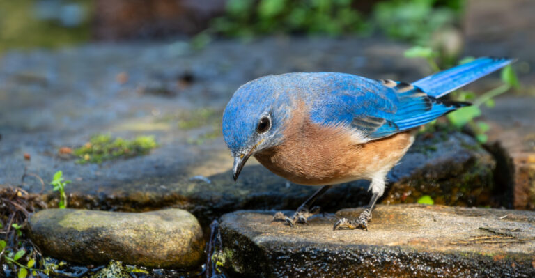 bluebird