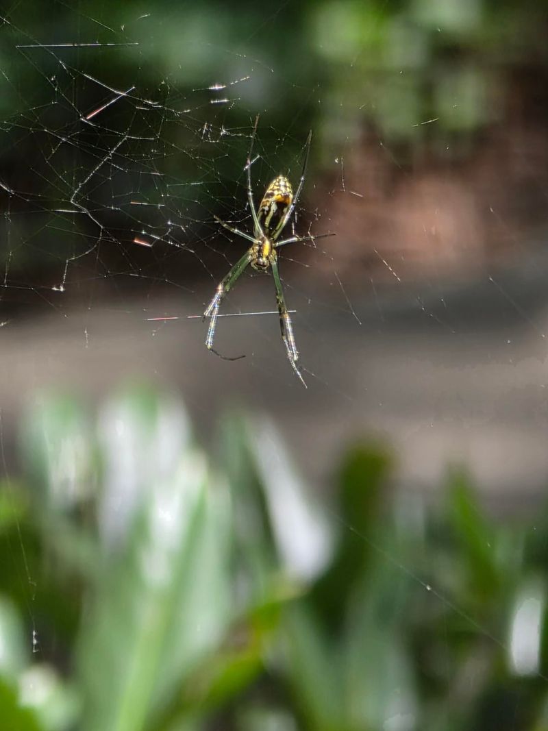 More Flying Insects Mean More Food