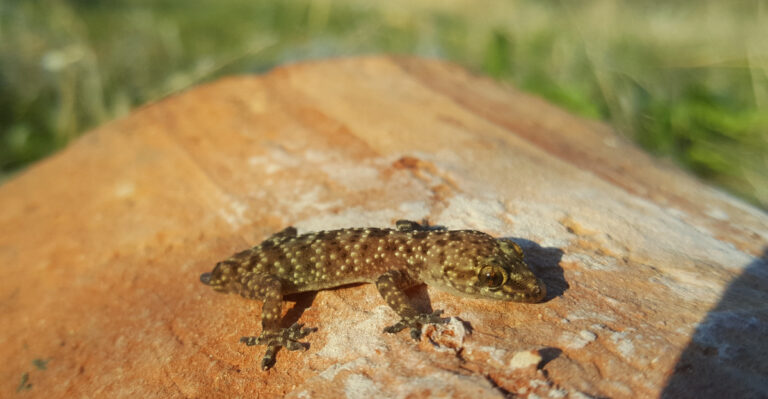 gecko (featured image)
