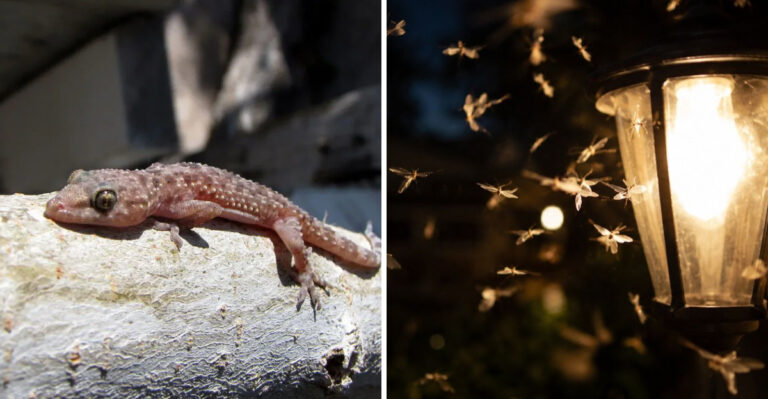 More Geckos Around Your Texas Porch Means Fewer Roaches (Here’s How To Attract Them)