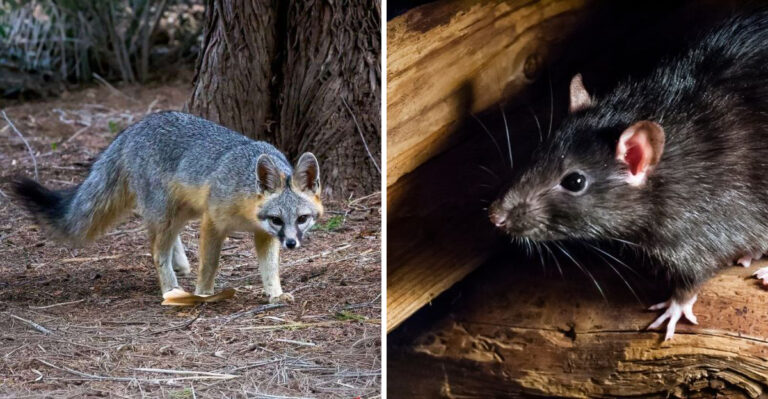 gray fox and rat