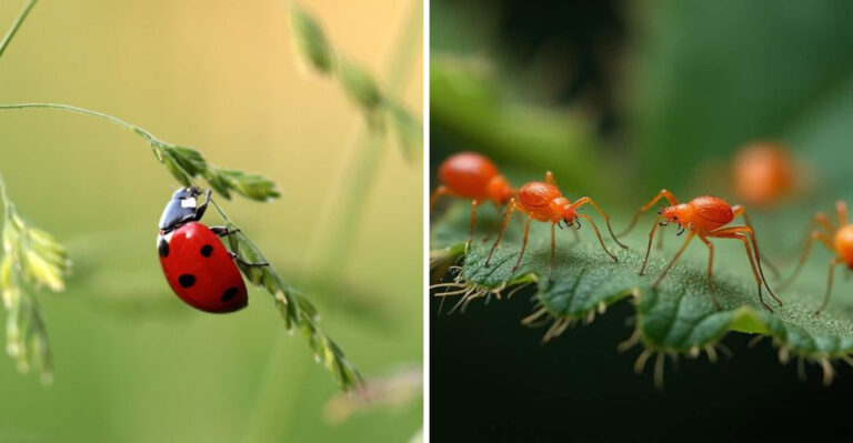 ladybug and spider mites