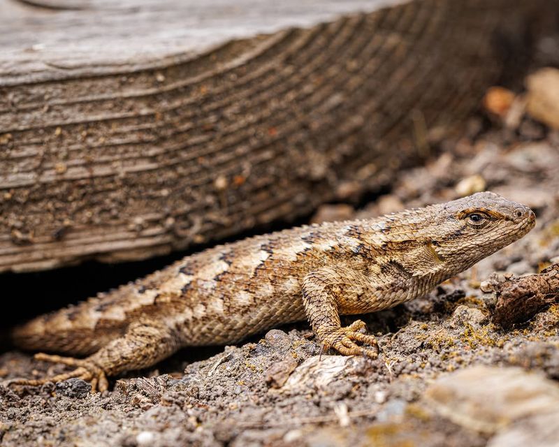 More Lizards Can Mean More Prey More Lizards Can Mean More Prey