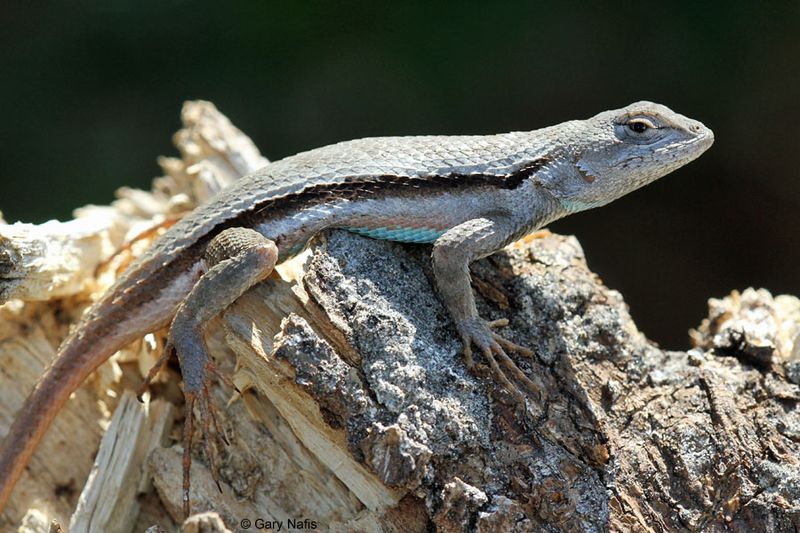 More Lizards Usually Means More Insects Nearby More Lizards Usually Means More Insects Nearby