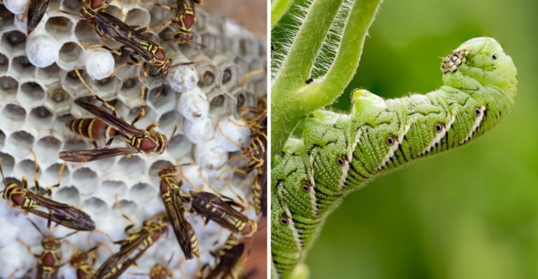 paper wasps and hornworm
