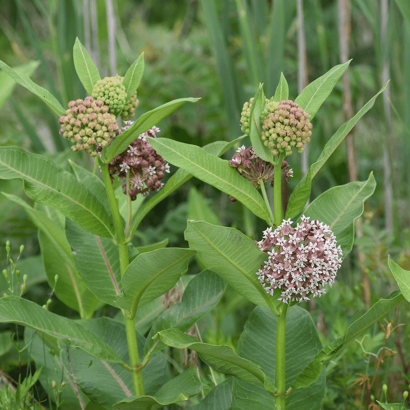 More Plants Mean More Summer Flowers For Hungry Pollinators