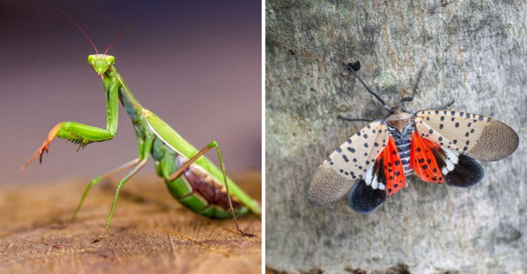 praying mantis and spotted lanternfly