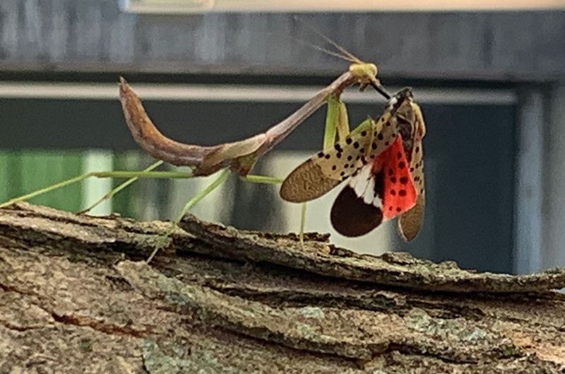 More Praying Mantises In Your Pennsylvania Garden Means More Natural Lanternfly Predators More Praying Mantises In Your Pennsylvania Garden Means More Natural Lanternfly Predators