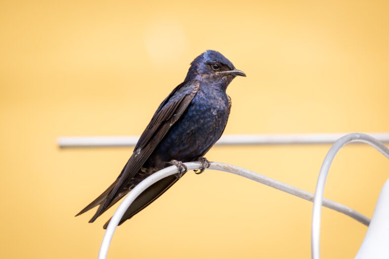 purple martin