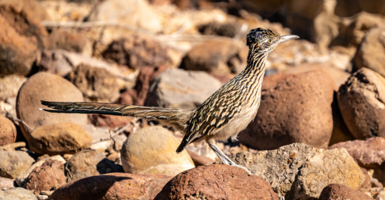 Roadrunners (featured image)