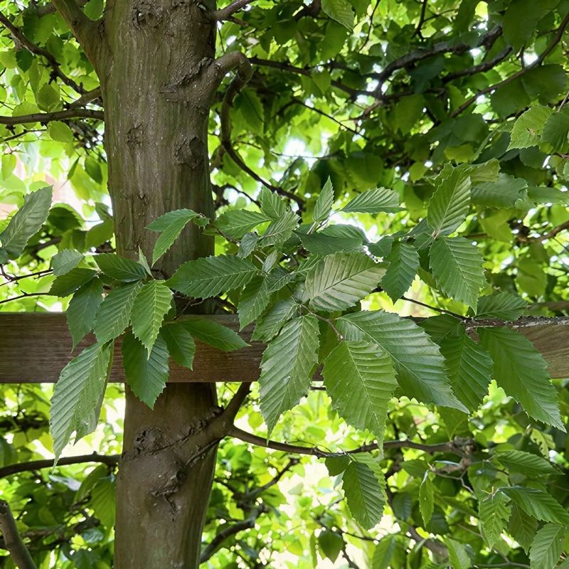 More Sunlight Produces The Densest Summer Shade