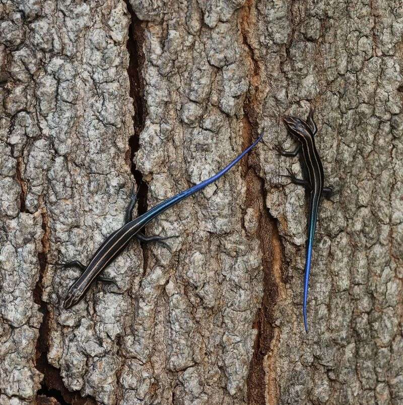 More Than One Native Species May Be Present
