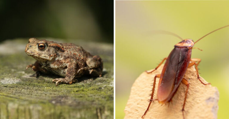 toad and roach