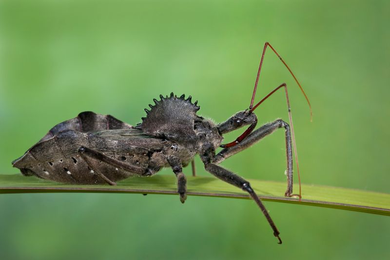 More Wheel Bugs May Mean Fewer Broad Sprays More Wheel Bugs May Mean Fewer Broad Sprays