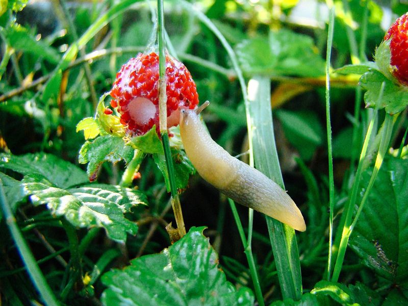 Morning Checks Catch Slugs In Hiding Morning Checks Catch Slugs In Hiding