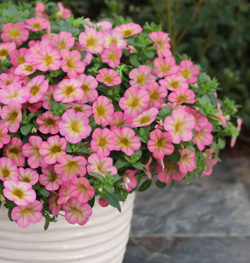 Morning Checks Help Prevent Overwatering Morning Checks Help Prevent Overwatering