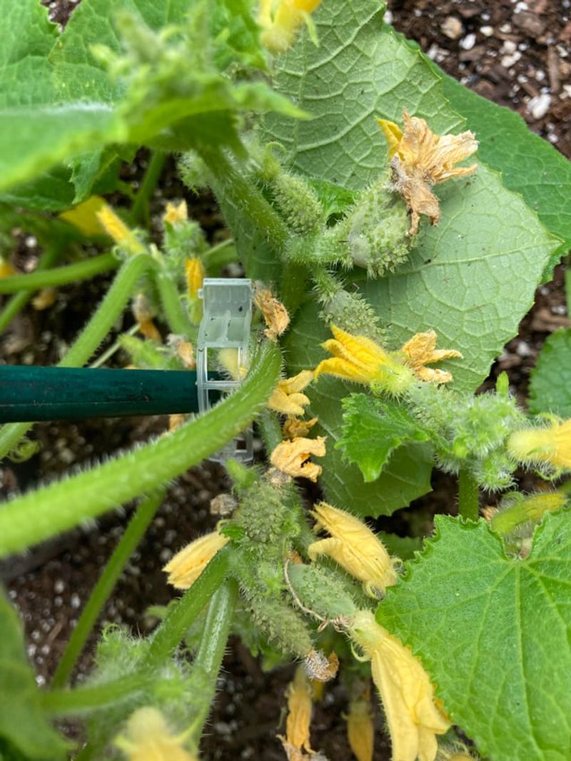 Morning Is The Best Time To Pollinate Morning Is The Best Time To Pollinate