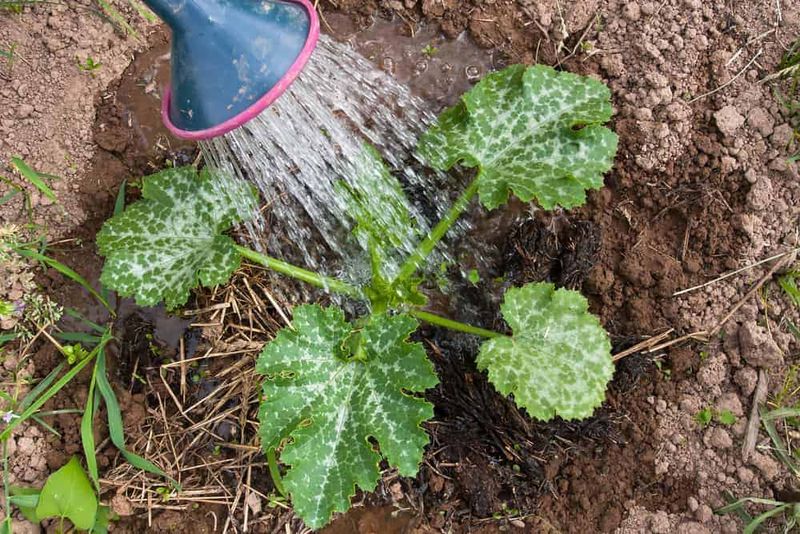 Morning Is The Better Watering Window Morning Is The Better Watering Window