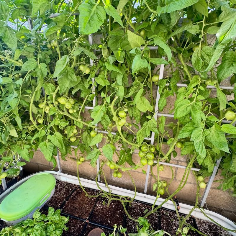 Morning Sun Reduces Heat Stress On Seedlings Morning Sun Reduces Heat Stress On Seedlings