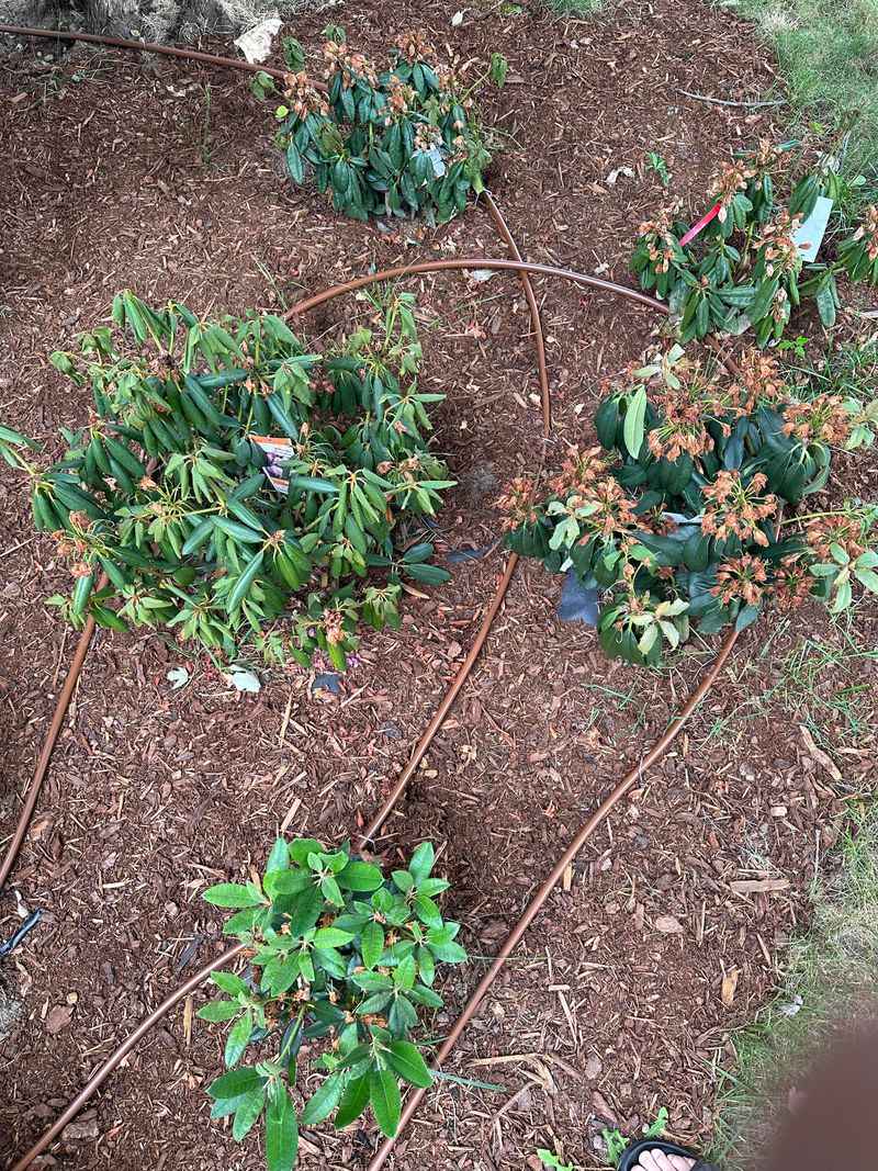 Morning Watering Cuts Evaporation Loss