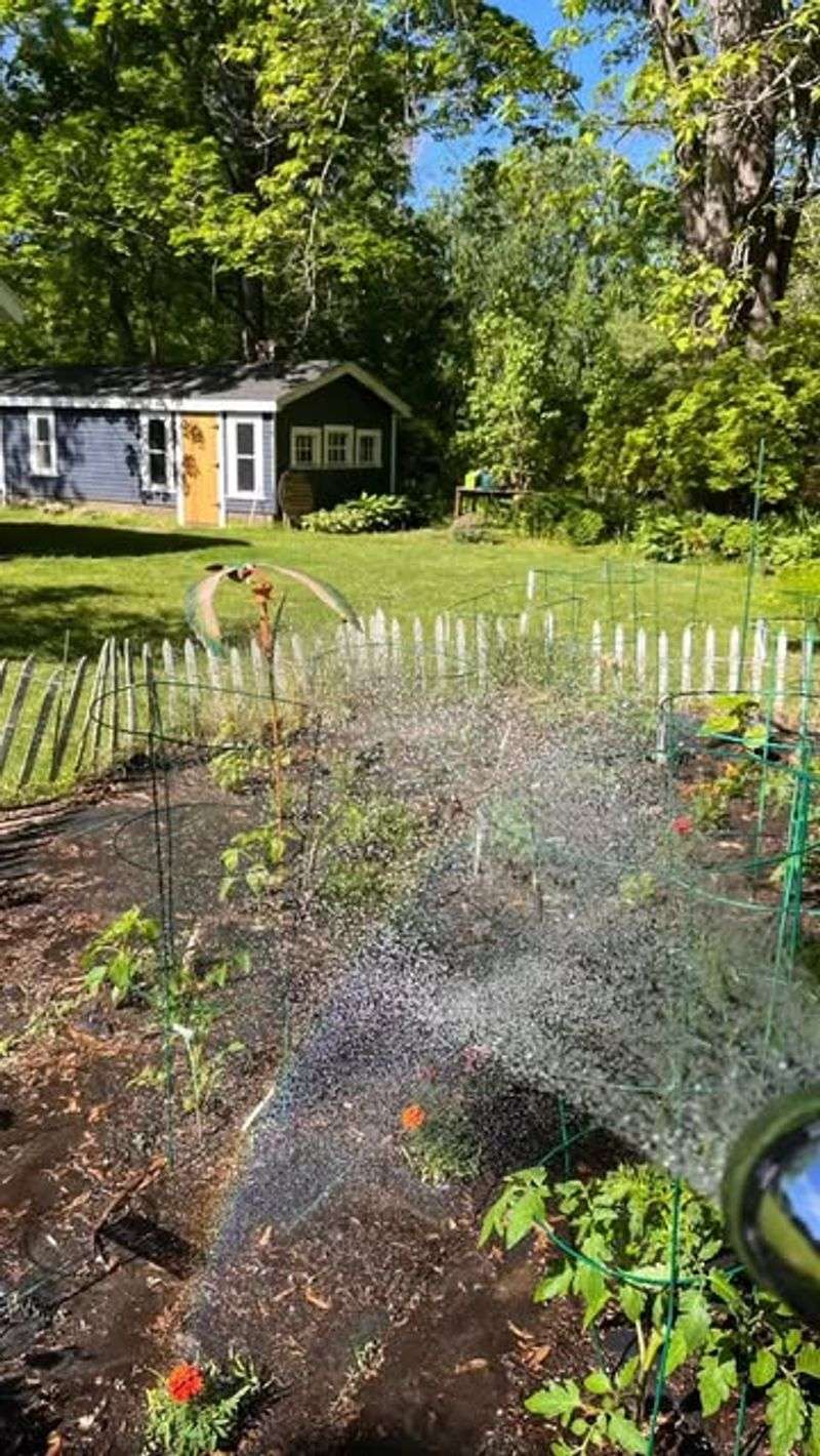 Morning Watering Gives Plants Time To Dry Morning Watering Gives Plants Time To Dry