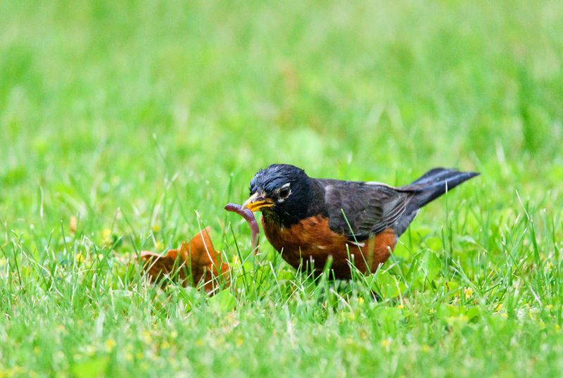 Morning Watering Habits Influence Where Robins Feed Morning Watering Habits Influence Where Robins Feed