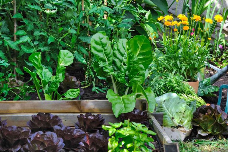 Morning Watering Is The Habit Morning Watering Is The Habit