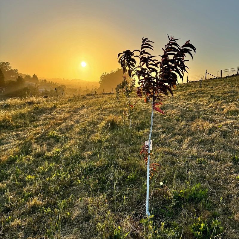 Morning Watering Reduces Stress Morning Watering Reduces Stress