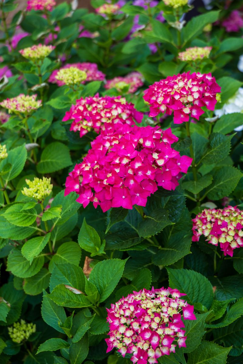 Morning Watering Reduces Water Loss From Oregon's Summer Heat Morning Watering Reduces Water Loss From Oregon's Summer Heat